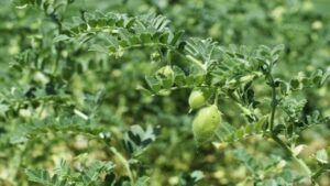 खरपतवार से बचाएं चने की फसल, अपनाएं ये कारगर उपाय