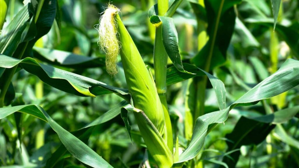 Punjab Floods Become Real-World Test for Flood-Resistant Maize Hybrids