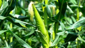 मक्के की खेती से किसानों की बदलेगी किस्मत! रकबे में 10 लाख हेक्टेयर की बढ़ोतरी.. इतना होगा उत्पादन