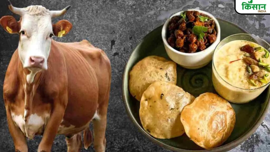 17 Cows Die in Bhiwani After Overfeeding Kheer and Puri; Farmers Urged to Avoid This Mistake