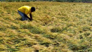 राजस्थान के बाढ़ पीड़ितों के लिए 2600 करोड़ राहत पैकेज जारी, 43 लाख किसानों के खाते में पैसा पहुंचना शुरू