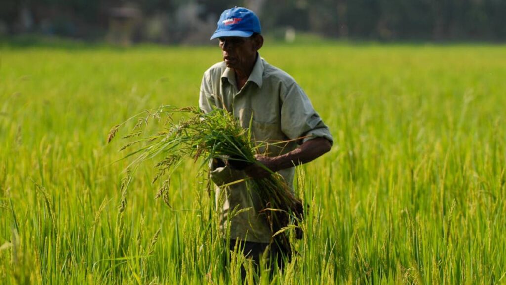 Madhya Pradesh Kharif Sowing 2025: Maize and Urad Area Increases Despite 23% Excess Rainfall
