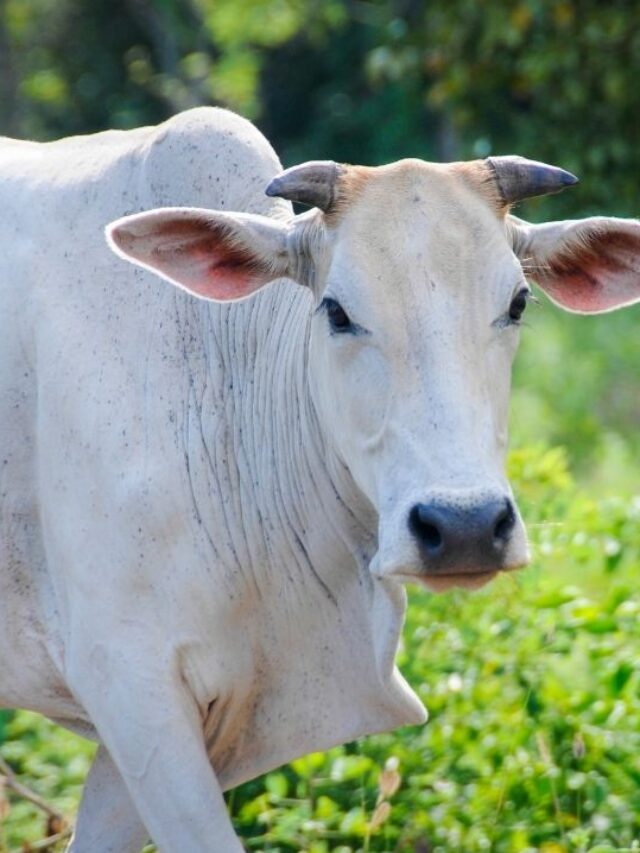 सर्दी में ऐसे करें पशुओं की देखरेख, वरना घटेगा दूध!