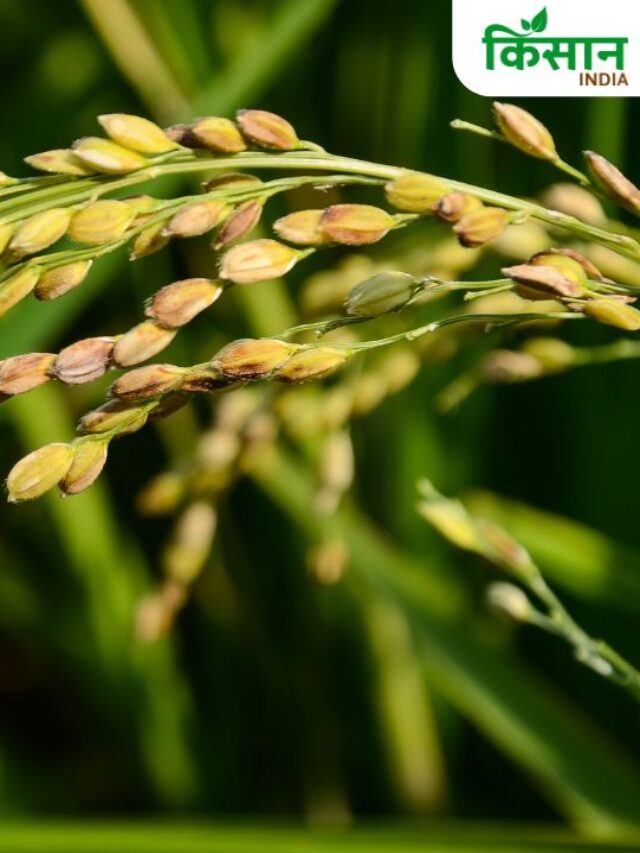 ये हैं धान की उन्नत किस्में, 33 परसेंट तक पानी की होगी बचत