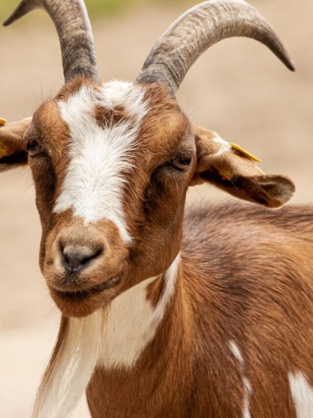 रोज 5 लीटर दूध देती है ये बकरी, गरीबों के लिए है ATM