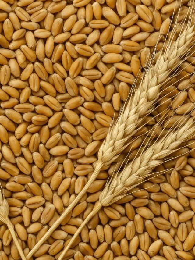 ये हैं गेहूं की उन्नत किस्में, कम लागत में होगी ज्यादा पैदावार