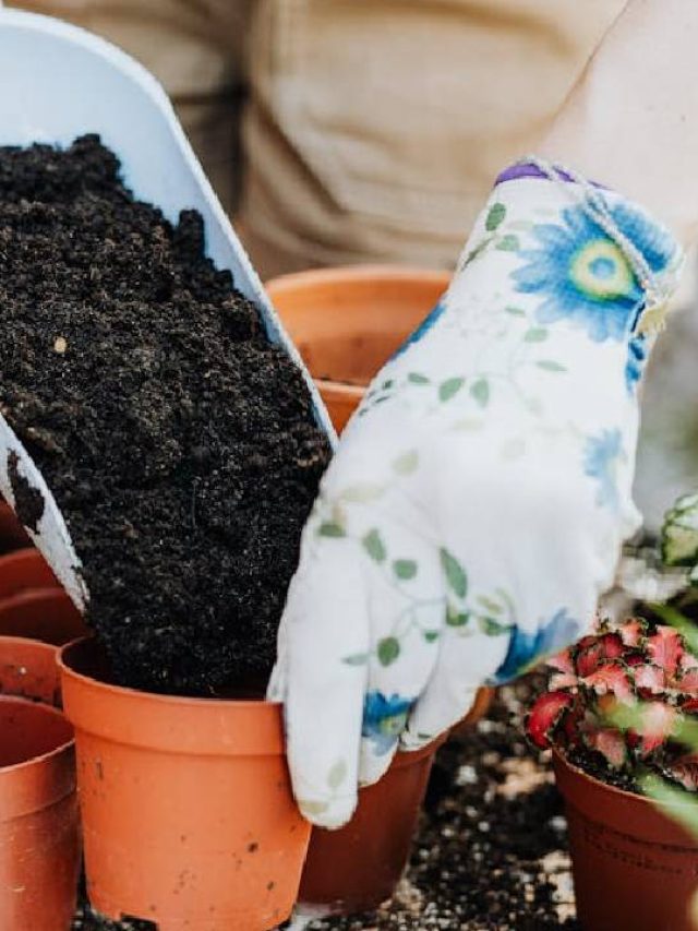 घर पर बनाएं ये देसी खाद, खिल उठेंगे आपके पौधे!