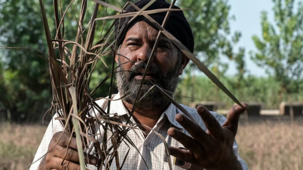 Punjab Agriculture Minister Seeks ₹151 Crore Central Aid for Flood-Affected Farmers, Demands Wheat and Mustard Seeds