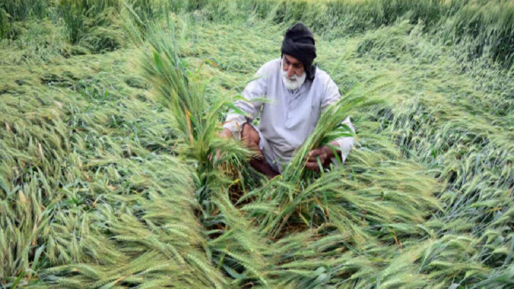 10 Essential Tips for Farmers to Protect Crops During Heavy Rain