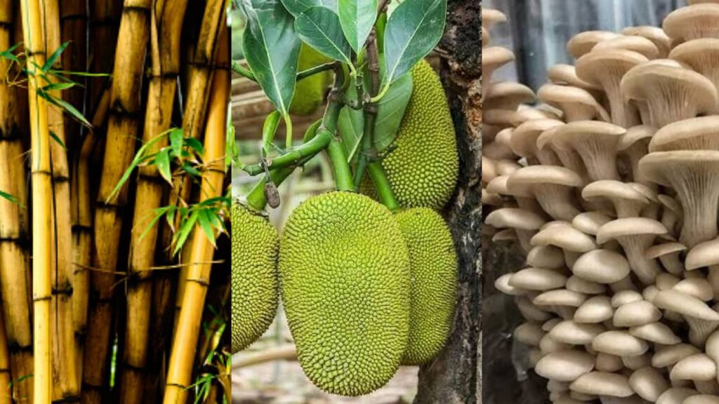 Bamboo, Medicinal Plants and Fruit Trees: How Farmers Can Earn Lakhs Annually