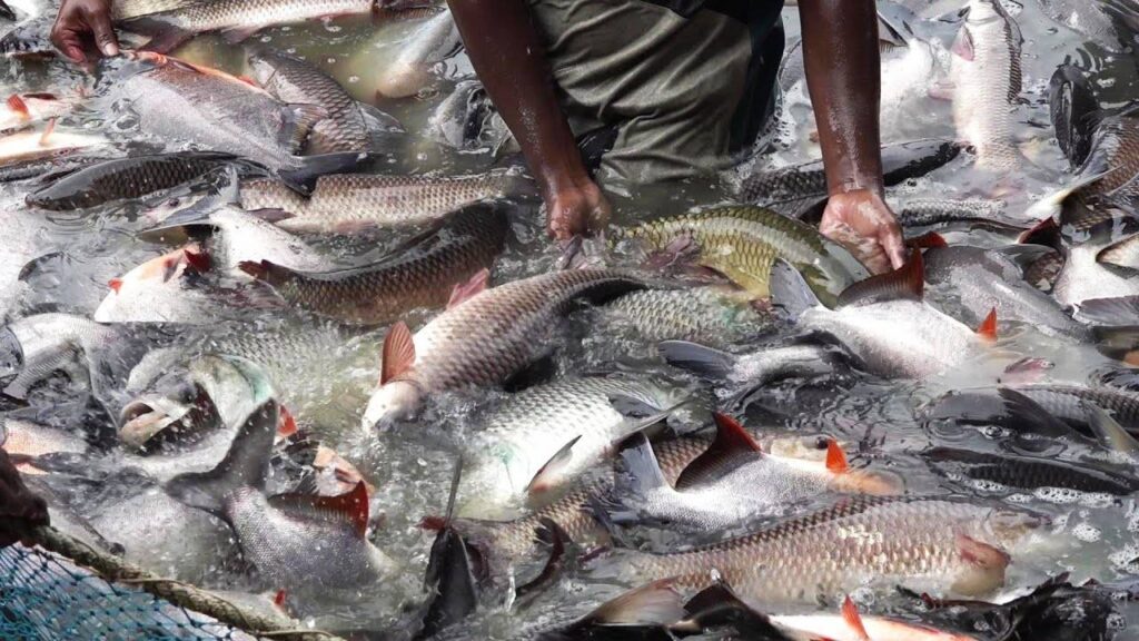 GST Cut to Boost Fisheries: Lower Costs, Higher Exports, and Relief for Millions of Fish Farmers
