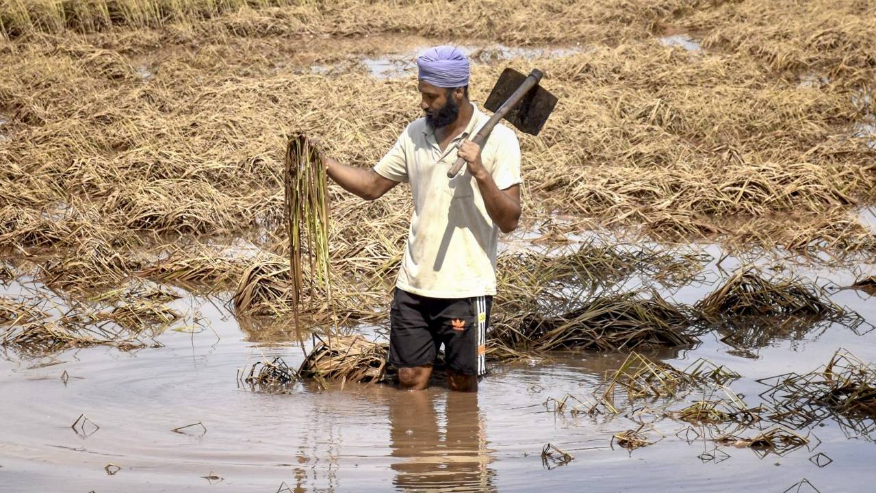 बाढ़ और बारिश ने धान की खेती पर फेरा पानी, इन राज्यों में पैदावार घटने के आसार Kharif Outlook 2025: India’s rice production may drop despite higher acreage as floods hit Punjab, relief from UP and South states