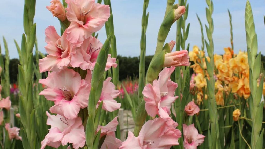 Gladiolus Flower Farming: Double Your Income with Low-Cost Cultivation