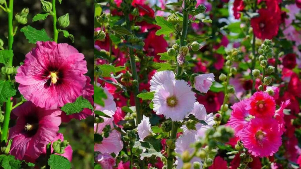 Gulkhaira Farming: The Magical Flower Crop That Can Bring Farmers Big Profits