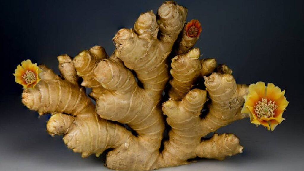 Gujarat Farmers to Grow IISR Amrit Mango Ginger Variety, Boosting Income and Empowering Women