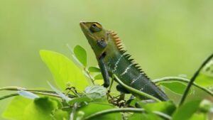 क्या गिरगिट सच में रंग बदलता है, या यह सिर्फ आपकी आंखों का धोखा है? जानिए सच