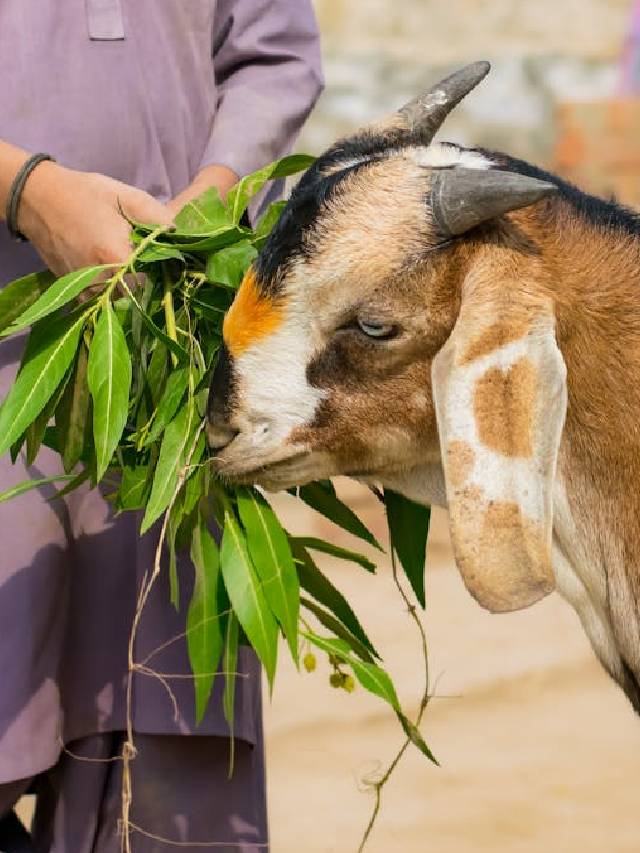 कुछ बकरियां से लाखों की कमाई! जानें कैसे शुरू करें बकरी पालन