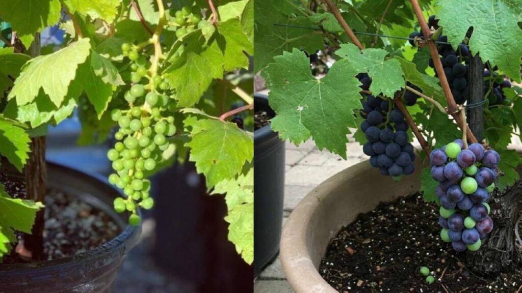 How to Grow Grapes in Pots: Easy Tips for Fresh and Juicy Grapes at Home