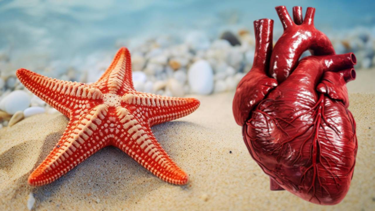 World Heart Day: ना दिल, ना खून… फिर भी पूरी तरह जिंदा हैं ये रहस्यमयी जीव World Heart Day: ना दिल, ना खून… फिर भी पूरी तरह जिंदा हैं ये रहस्यमयी जीव