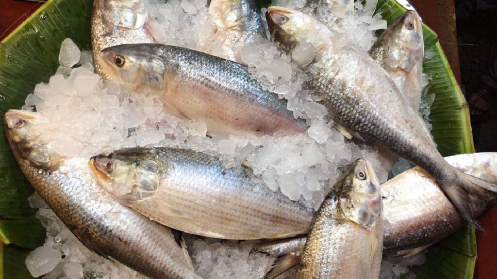 Hilsa Prices Surge Up to 52% in Bangladesh as Exports to India Fall to Seven-Year Low Amid Fishing Ban and Supply Shortages