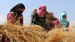 कश्मीर के धान किसान परेशान, श्रमिकों की मजदूरी 700 से बढ़कर 1000 रुपये तक पहुंची