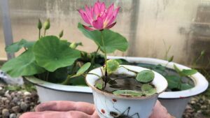 अब घर की छत पर भी खिलेगा कमल! जानें बीज से फूल तक उगाने का आसान तरीका