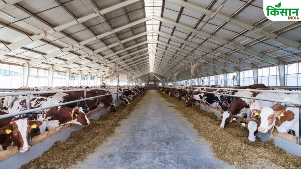 Dairy Animals