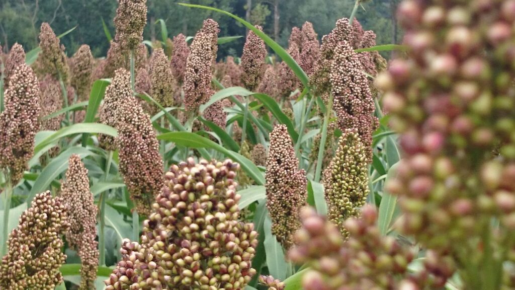 MadhyaPradesh Agriculture News Updates