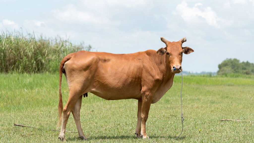 Siri Cow Nepal Breed