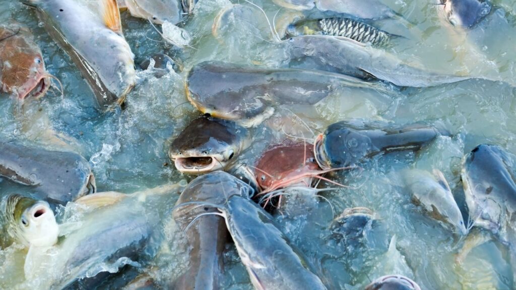 Fish Farming