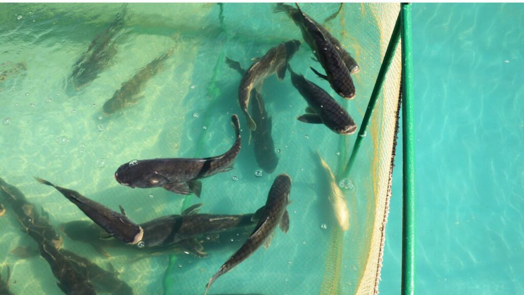 Fish Health
