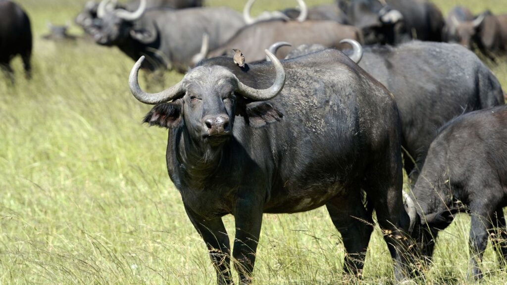 Foot and Mouth Disease
