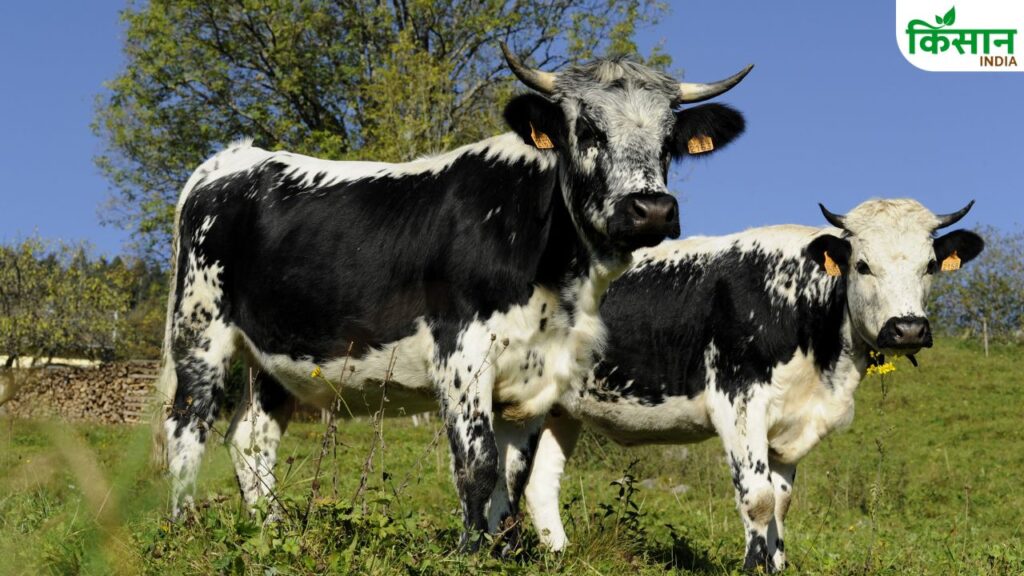 9 Important Things to Consider Before Buying Cattle to Avoid Heavy Loss