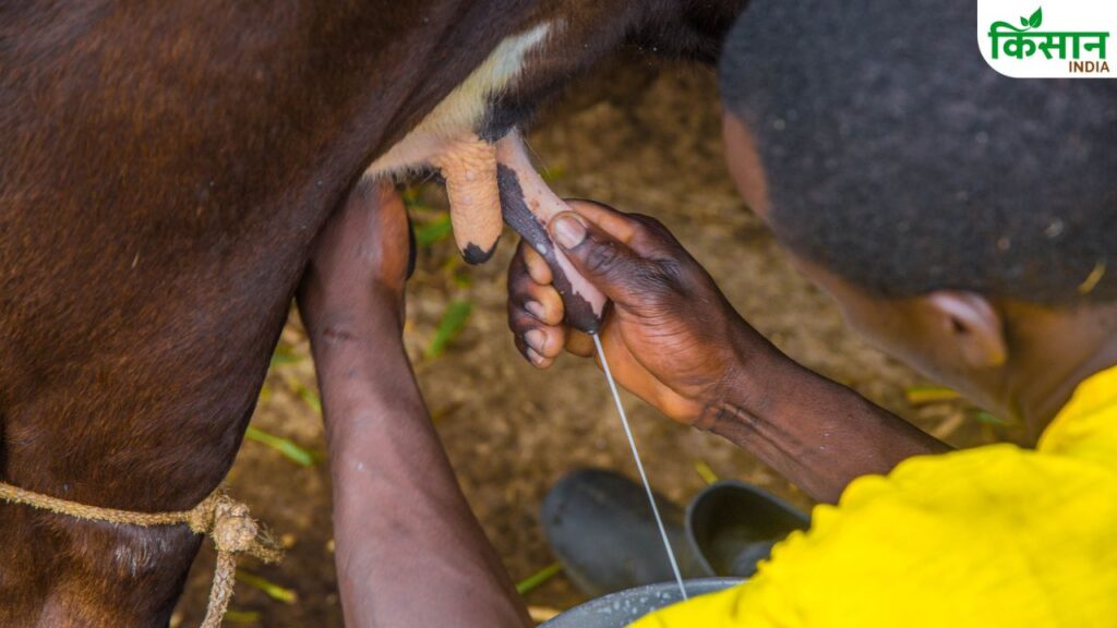Proper Milking