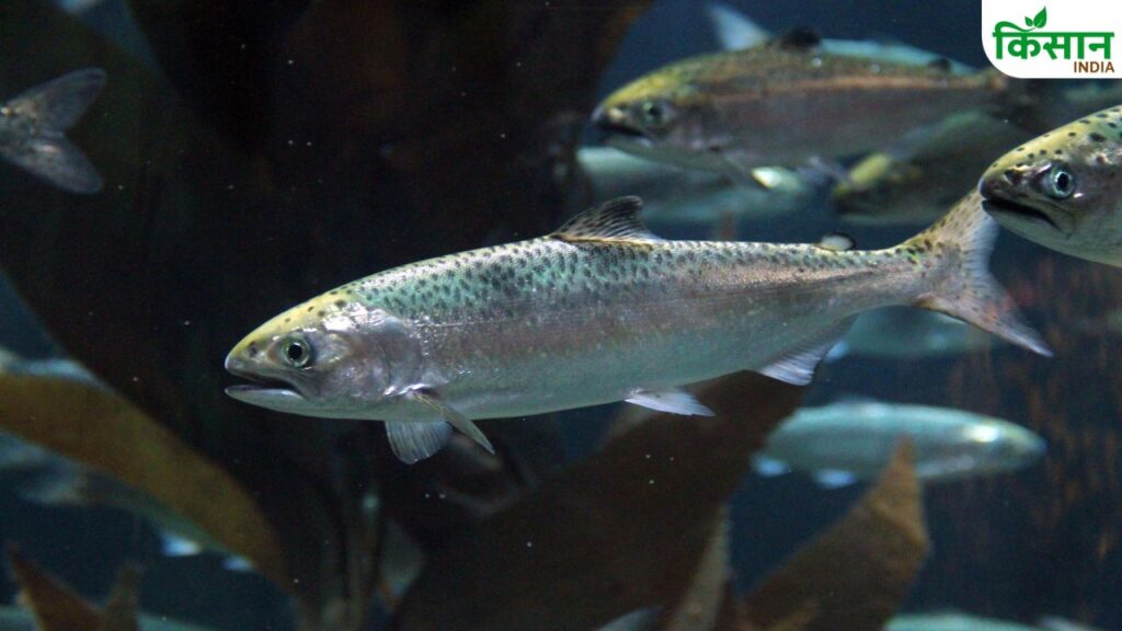 Trout Fish