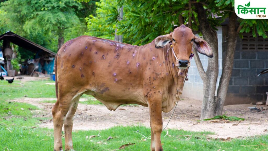Lumpy Skin Disease