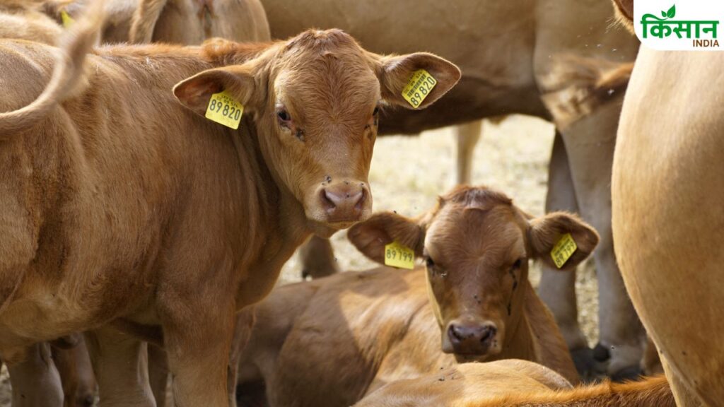 Cattle care