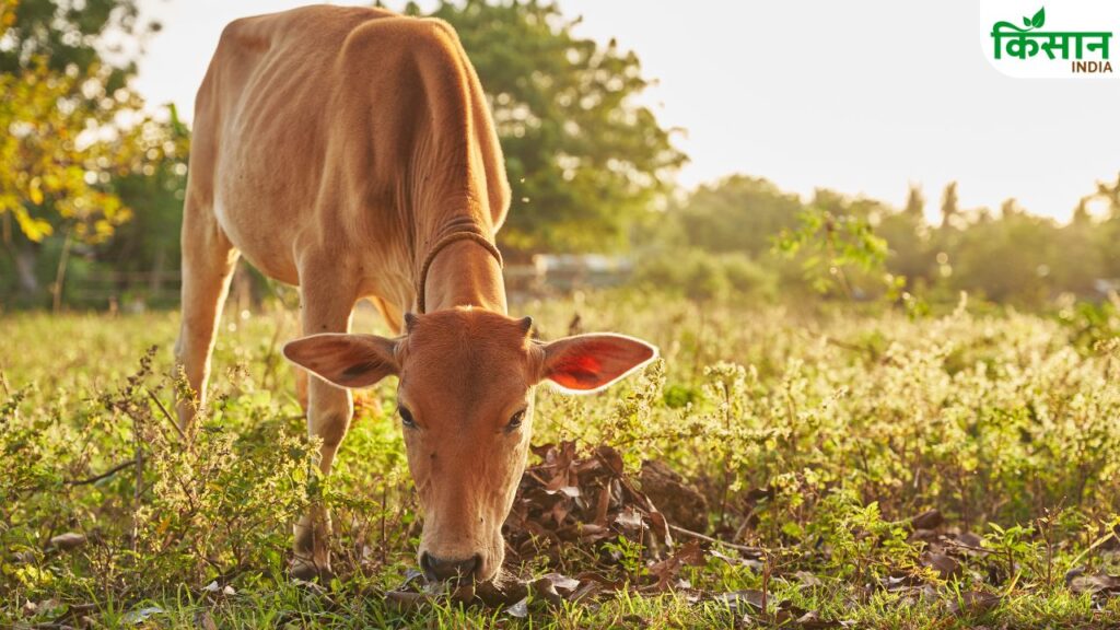 Animal Husbandry