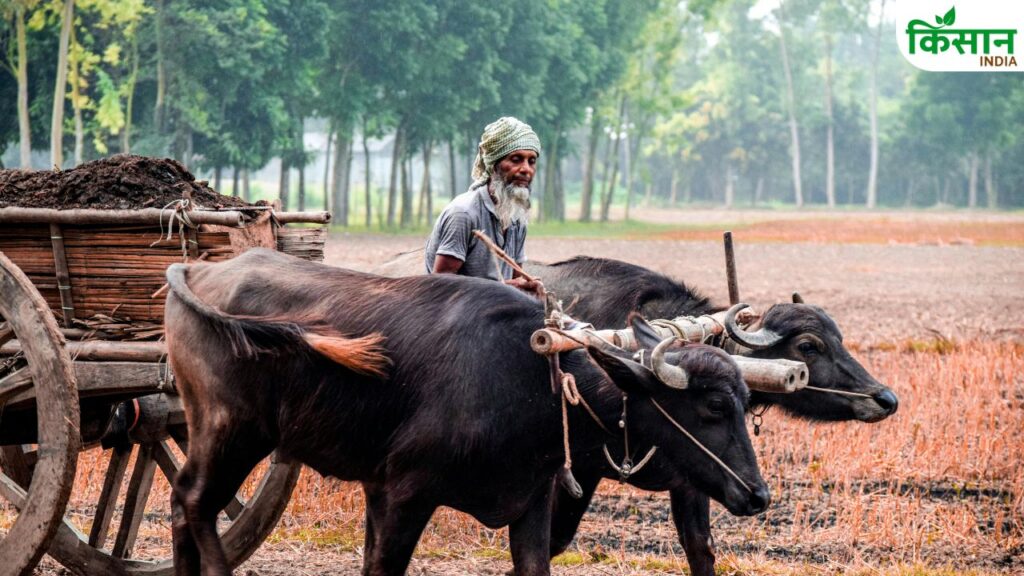 Traditional Farming