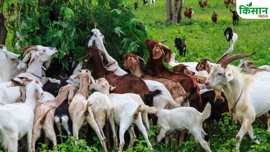 Goat Farming