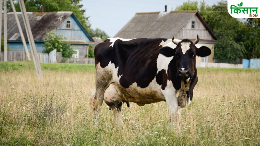 Dairy