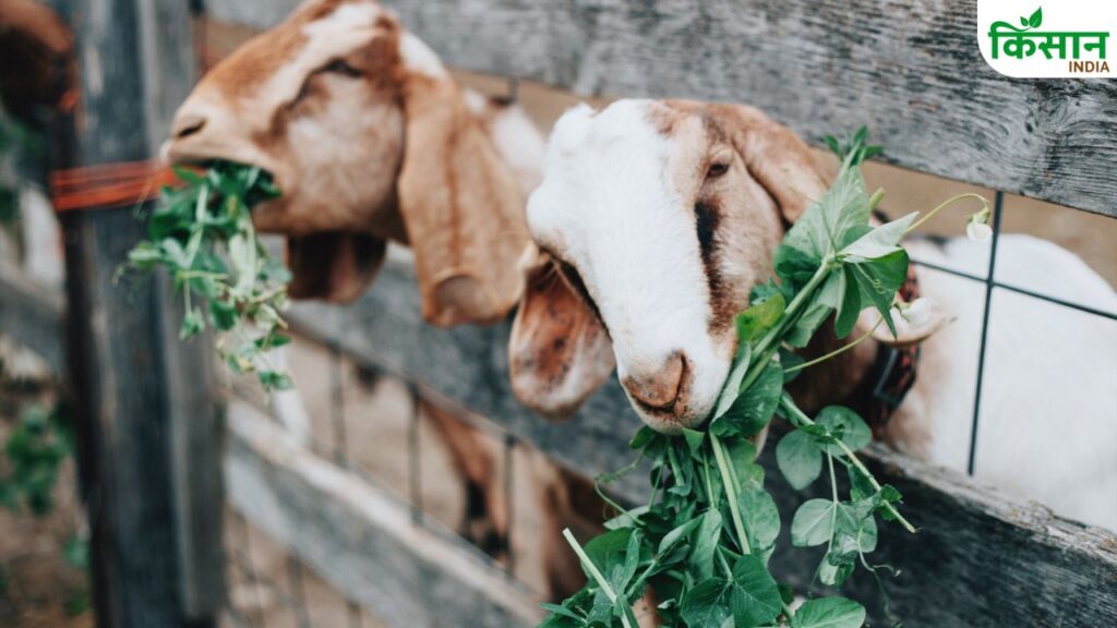Goat farming Natural fodder