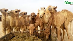 कम खर्च में ज्यादा मुनाफा चाहते हैं? ऊंट पालन से कमाएं हर महीने दोगुनी आमदनी