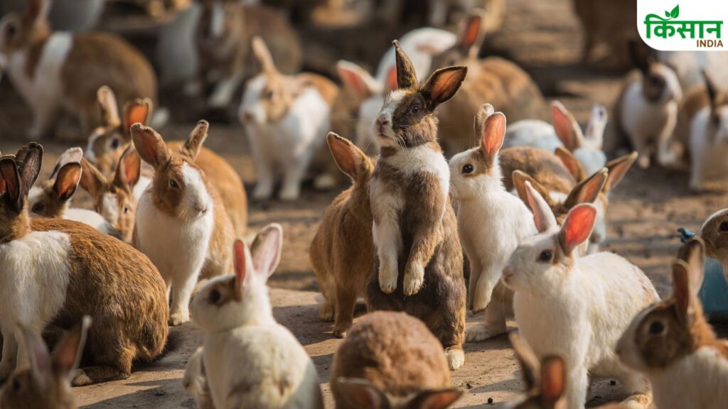 Rabbit Farming
