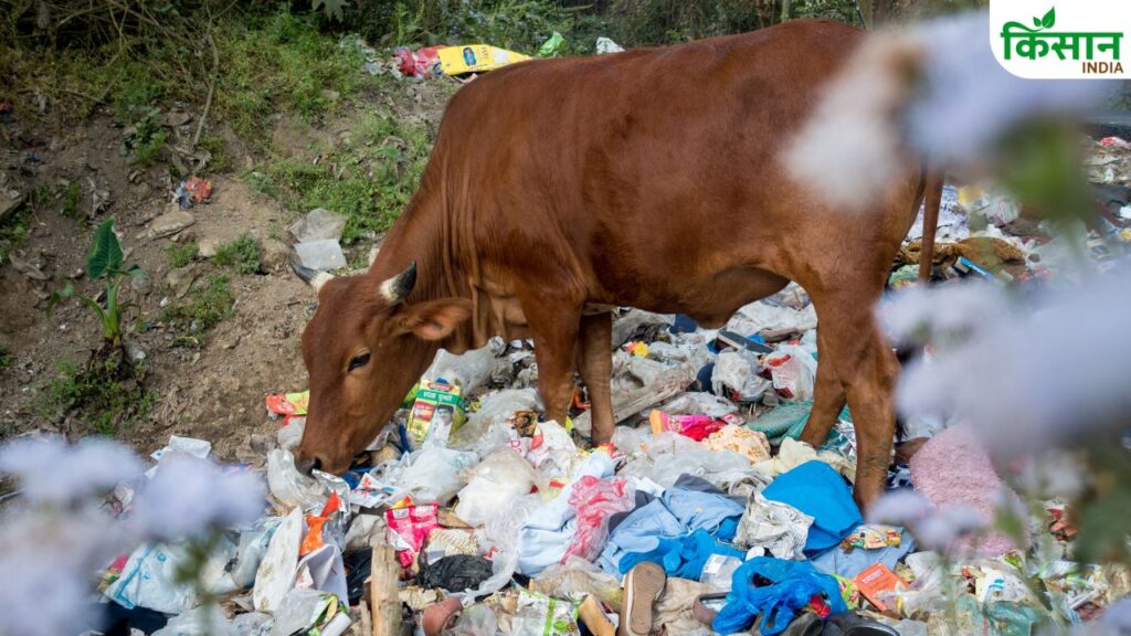 Livestock Health