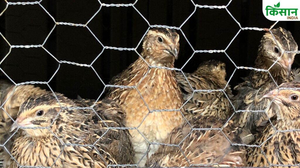 Quail Farming