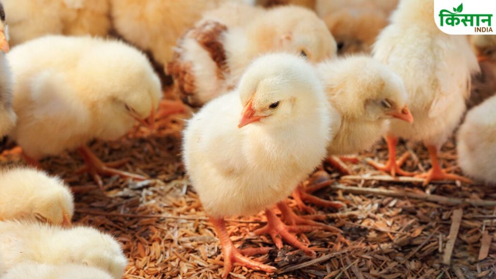 Poultry Farming