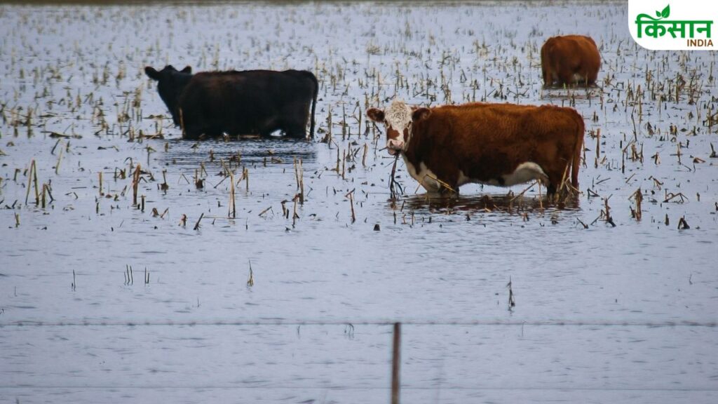 Flood Animals Safety