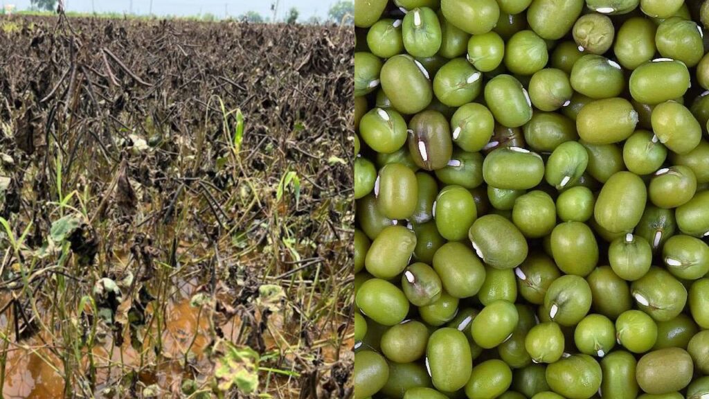 Heavy Rains Damage Moong Crop in Karnataka, Threat Looms Over Rajasthan Farmers