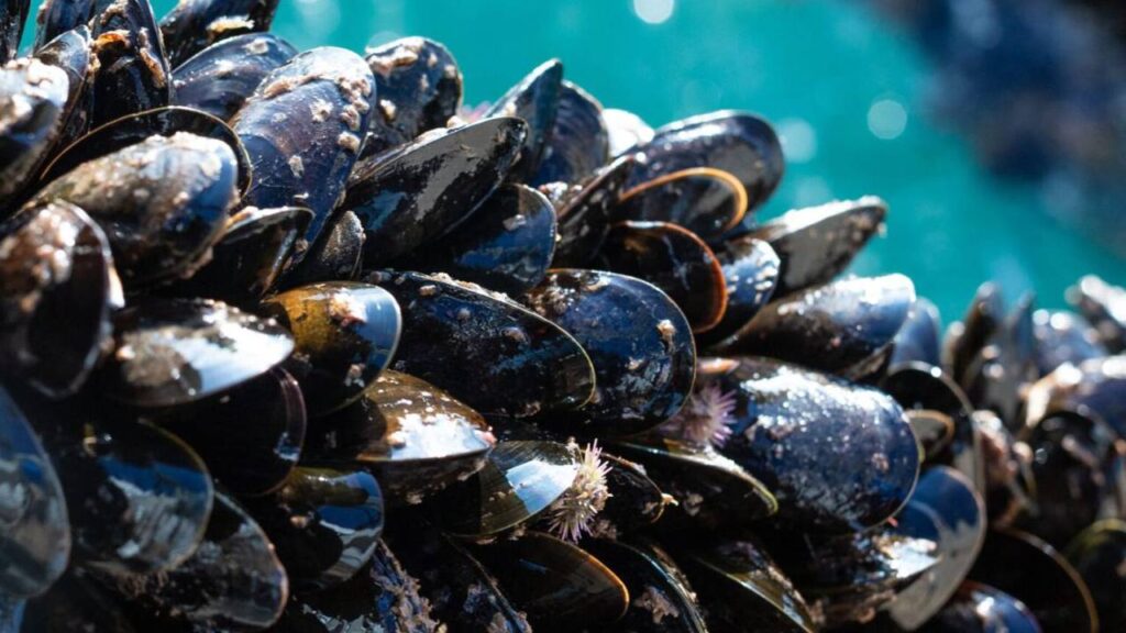 Mussels Farming in India: How to Start in the Sea and Earn Lakhs, Price Around ₹1000 per Kg